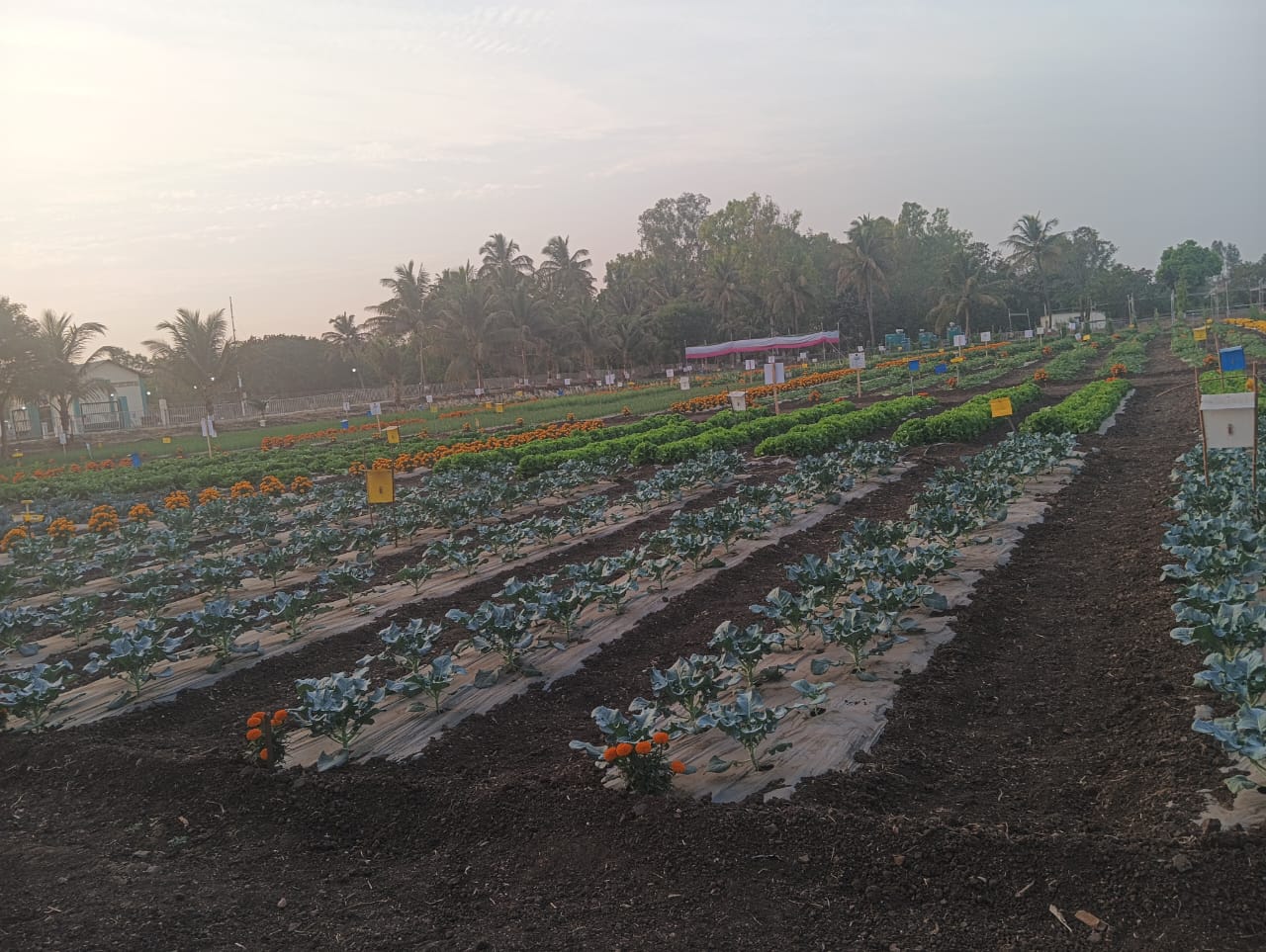Mahaswarajya Group of Agro Venture (Mahaswarajya FPO Federation) Crop Consultancy Services